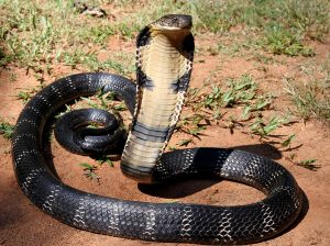 Top 15 Cool Snake Names for Every Type of Serpent