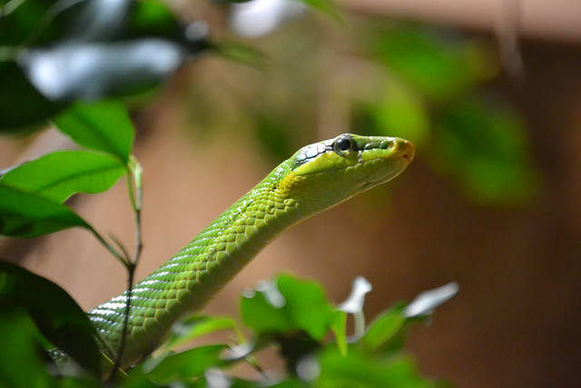 Top 15 Cool Snake Names for Every Type of Serpent