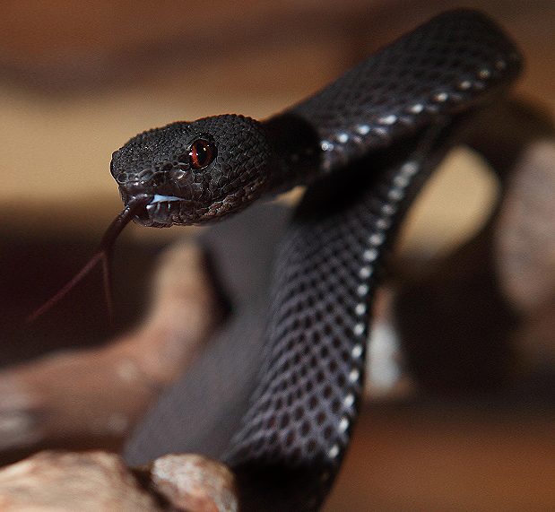 Top 15 Cool Snake Names for Every Type of Serpent