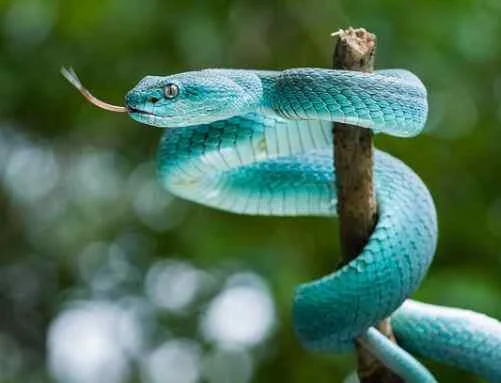 Top 15 Cool Snake Names for Every Type of Serpent