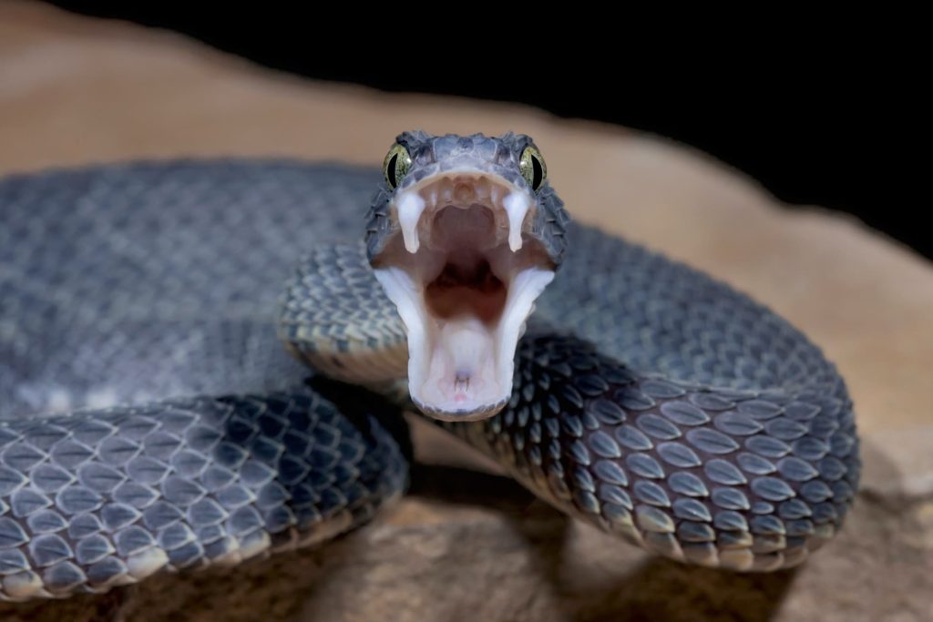 Top 15 Cool Snake Names for Every Type of Serpent