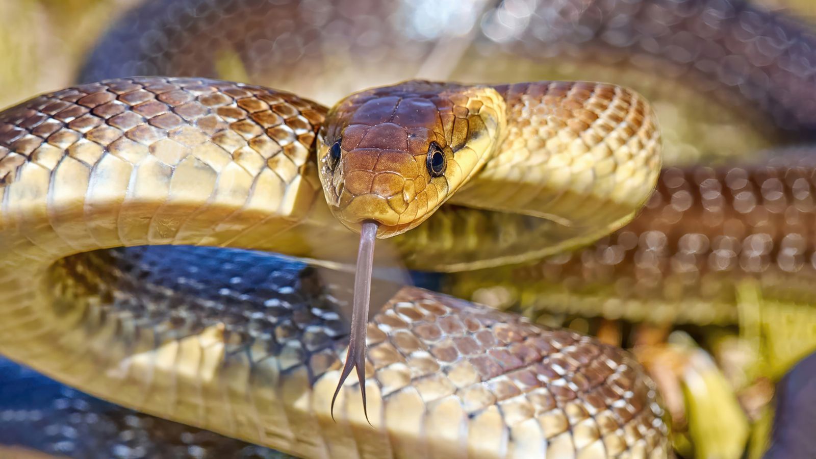 Top 15 Cool Snake Names for Every Type of Serpent