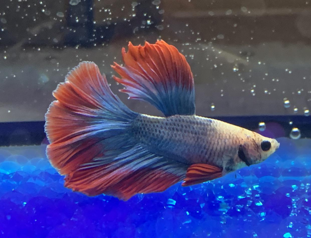 Cool Fish Names: Unique & Fun Ideas for Your Pet Fish!