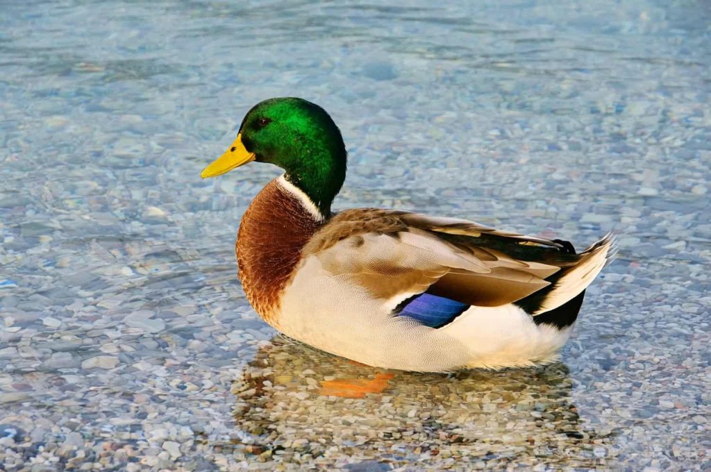Top 15 Cool Duck Names You’ll Absolutely Love!