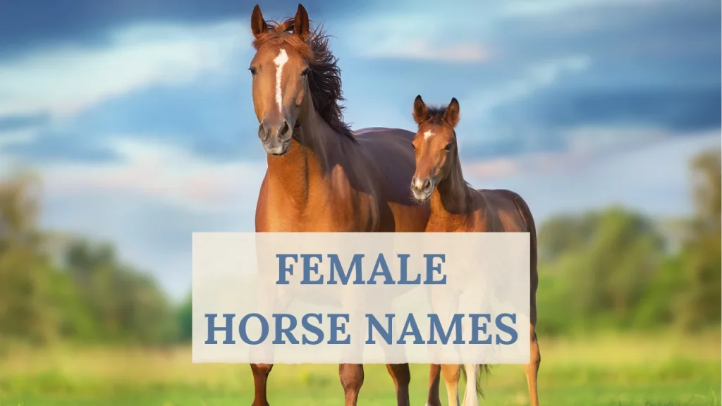 14 Best Cool Female Horse Names – Unique & Cool Picks!